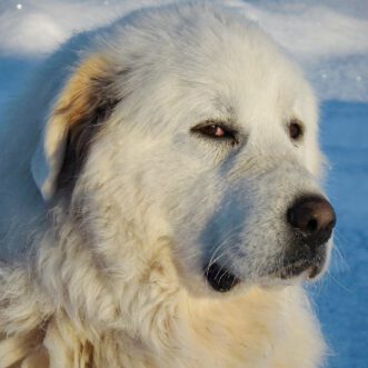 Ein Hund!